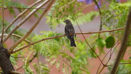 Small bird perched on a tree branch