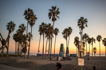 Palm trees on the sunset at venice beach, Los Angeles, California