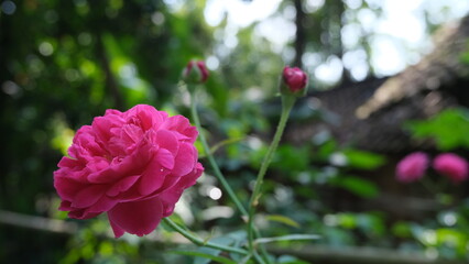 Two vibrant pink roses in full bloom, captured in bright natural sunlight within a green outdoor garden setting.
