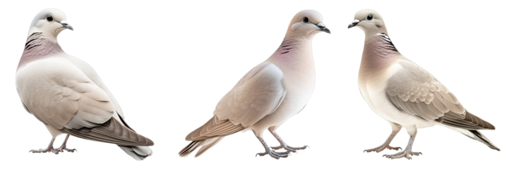 Three birds are shown in a row, all of them white