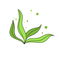 green seaweed vector