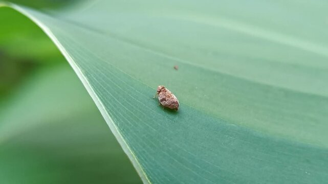 Close-up brown planthopper (Nilaparvata lugens) perched on green canna leaf, detailed view of insect in natural habitat.