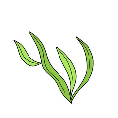 green seaweed vector
