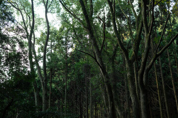 生命力あふれる美しい森