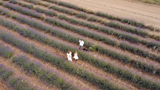 Festival de los Campos de lavanda de Brihuega