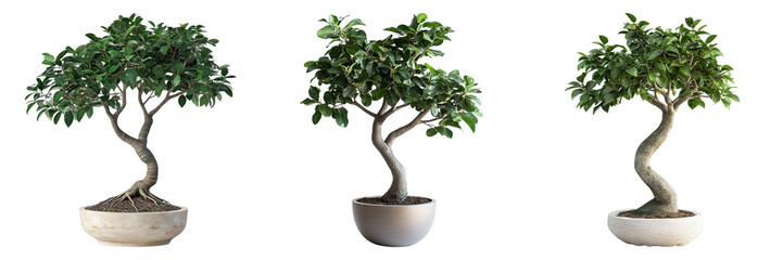 Three potted bonsai trees are shown in a row, with one of them being the tallest