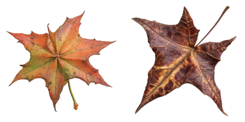 Two leaves, one is a maple leaf and the other is a leaf with brown spots