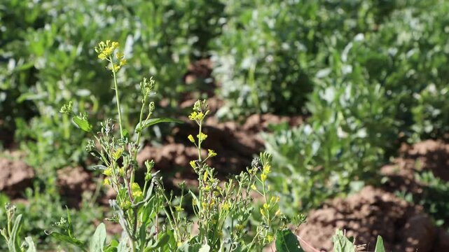 Planta de mostaza con flores amarillas, al fondo un cultivo de habas en un d&iacute;a soleado