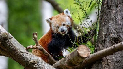 Baby red panda is eating leaves from a tree. Firefox
