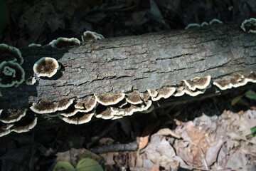 Brown turkey tail bracket mushrooms on a log at Camp Ground Road Woods in Des Plaines, Illinois