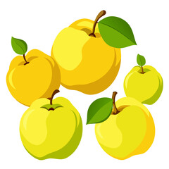 vector illustration of quince