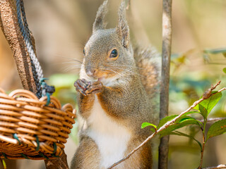 ニホンリスのアップ