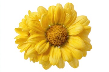 Close-up of clustered yellow daisies