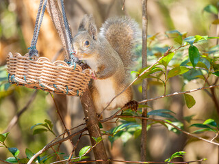 ニホンリスのアップ