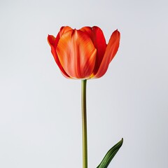 Single vibrant orange-red tulip on plain background
