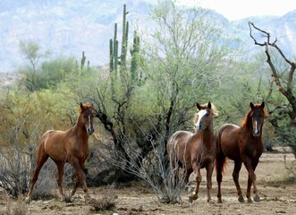 Wild Horses in the Desert