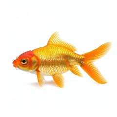 Side view of a gold fish