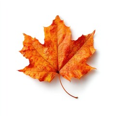 Obraz premium Single autumn maple leaf, vibrant orange-yellow hue, isolated on white background