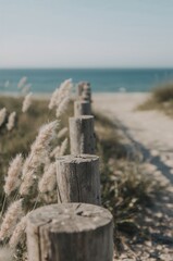 Fototapeta premium Wooden posts line a sandy path leading towards the ocean, with fluffy grass on either side, under a clear sky.
