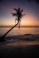 palm tree at sunset