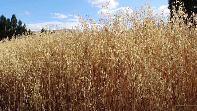 cultivo de avena a la luz del sol, movida por el viento del atardecer en los andes peruanos