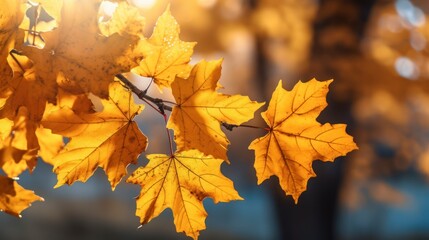 Obraz premium 8k, hyper-realistic, highly detailed, vibrant, stunning autumn leaves, depth of field, warm golden sunlight, bokeh, intricate textures, photorealistic, digital art 