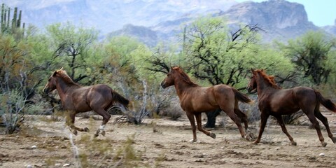 Wild Horses Running in the Desert 