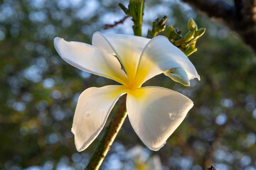 white flower against blue sky