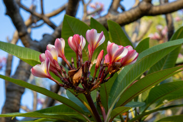 pink magnolia tree