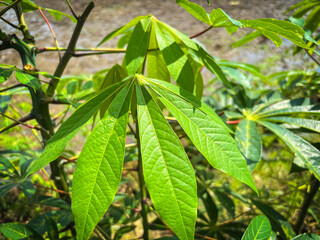 Fresh Green Cassava Leaves Plant Detail
