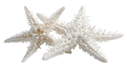 starfish isolated on white background