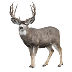 Fototapeta premium Majestic Deer Portrait: A stunning shot of a deer, showcasing its impressive antlers and capturing the essence of the wild.