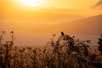 upcountry sunset bird