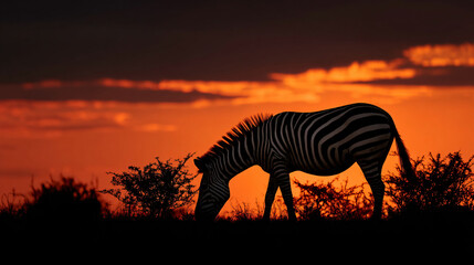 Zebra Silhouette Sunset Grassland Wildlife Nature Africa Safari Orange Black Evening Pasture Mammal Landscape Outdoors Grazing Tranquil Peaceful 