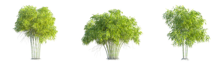 Fargesia muriela Tree cutout transparent background