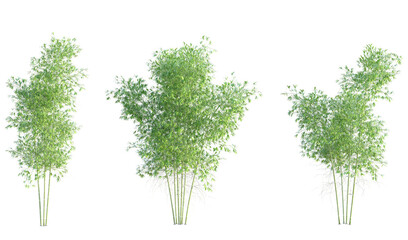 Phyllostachys viridiglaucescens Tree cutout isolate on white background