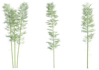 Phyllostachys edulis Tree cutout transparent background