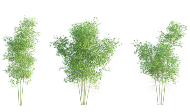 Phyllostachys viridiglaucescens Tree cutout isolate on white background