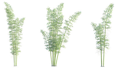 Phyllostachys bambusoides Tree cutout isolate on white background © DH Tree Stock
