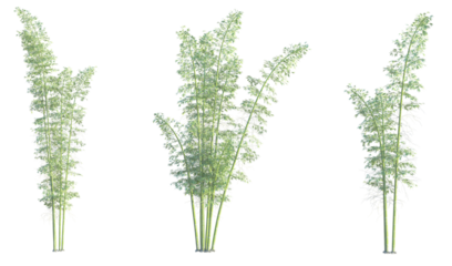 Phyllostachys bambusoides Tree cutout isolate on white background