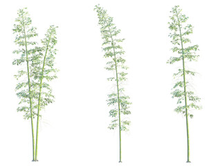 Phyllostachys bambusoides Tree cutout transparent background