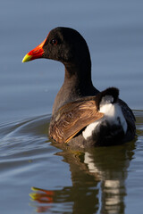 Moorhen, seen in the wild in North California