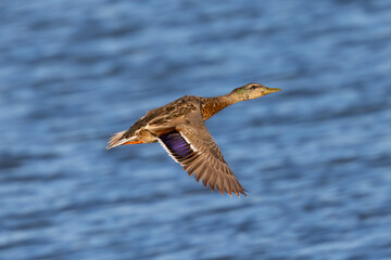 Male  wild duck,  seen in a North California marsh