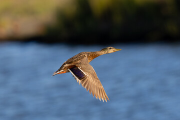 Male  wild duck,  seen in a North California marsh