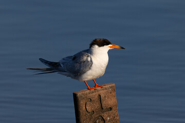 Extreme close-up of Forster's tern perched, seen in a North California marsh