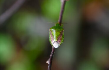A Plautia stail. A stink bug with a green body and brown wings, it is an agricultural pest that sucks fruit juice in orchards.