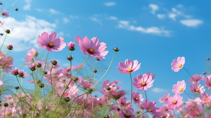 Fototapeta premium cosmos flowers, pink petals, blue sky, dreamy landscape, serene atmosphere, natural scenery, vibrant colors, lush foliage, floral fields, outdoor beauty, ethereal mood, tranquil setting, springtime wo