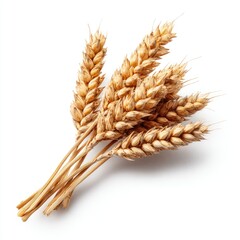 Wheat stalks cluster, golden hue against white