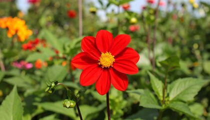 Vibrant red flower amidst a garden of colorful blossoms.