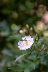apple tree blossom